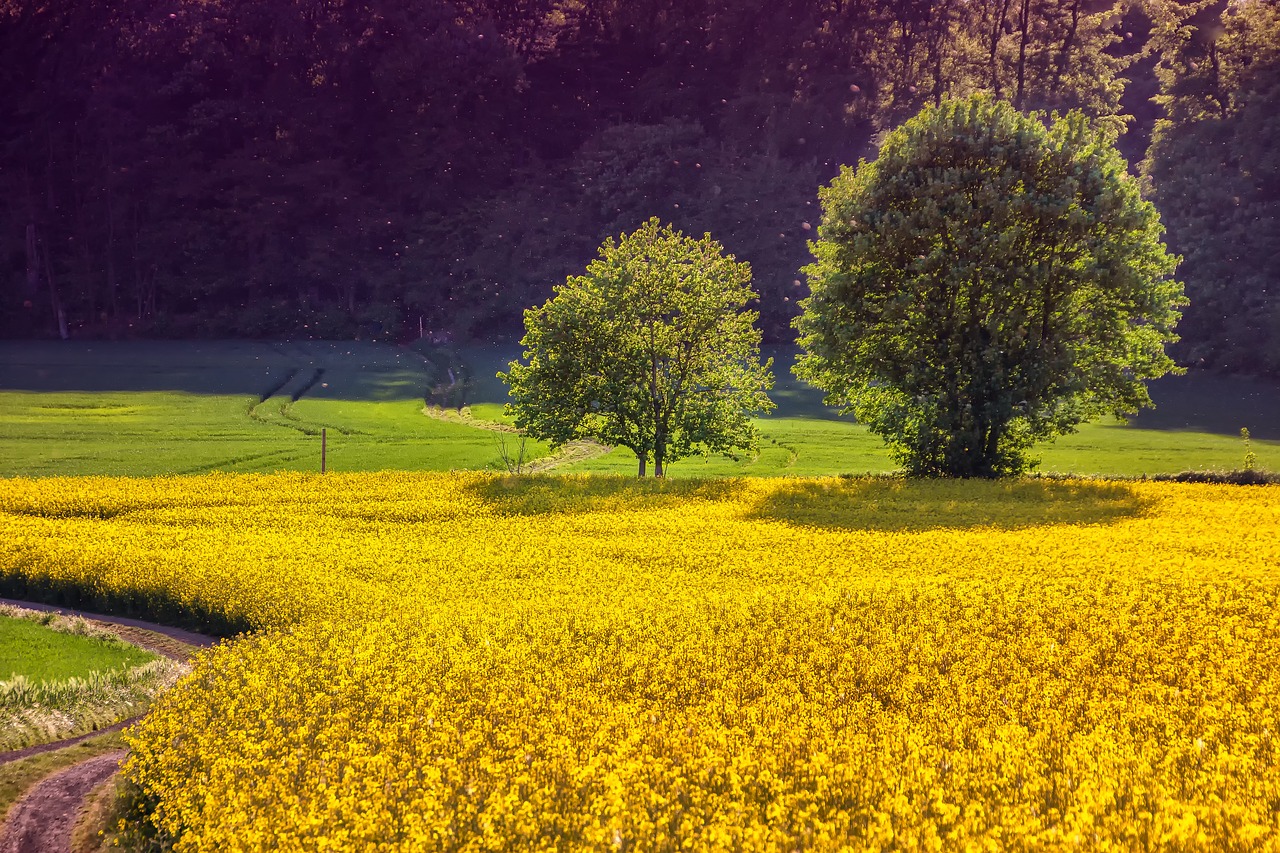 Spring Landscape